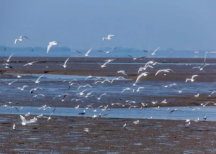 Nordseeferienhaus Tossens Iii Appartement Butjadingen
